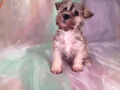Female Schnoodle Born 10-20-2012 for sale #5|Ship to Boston, Newark, Atlanta, Philadelphia, Providence, or Baltimore for only $150 on Delta 3